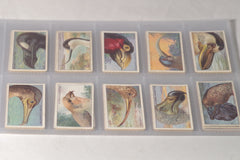 Vintage "Curious Beaks" Bird Tobacco Cards - Full Set