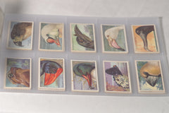 Vintage "Curious Beaks" Bird Tobacco Cards - Full Set