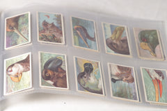 Vintage "Curious Beaks" Bird Tobacco Cards - Full Set