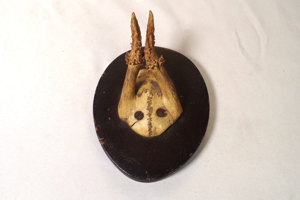 Antique Dik-Dik Horn Trophy Wall Hanging
