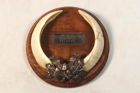 1947 Silver-Detailed Boar Tusk Trophy Wall Hanging