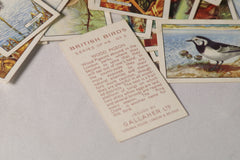 Vintage "British Birds" Collectible Tobacco Cards
