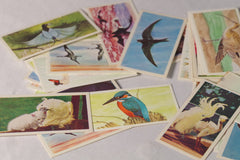 Miscellaneous Vintage Bird Collectible Tobacco Cards