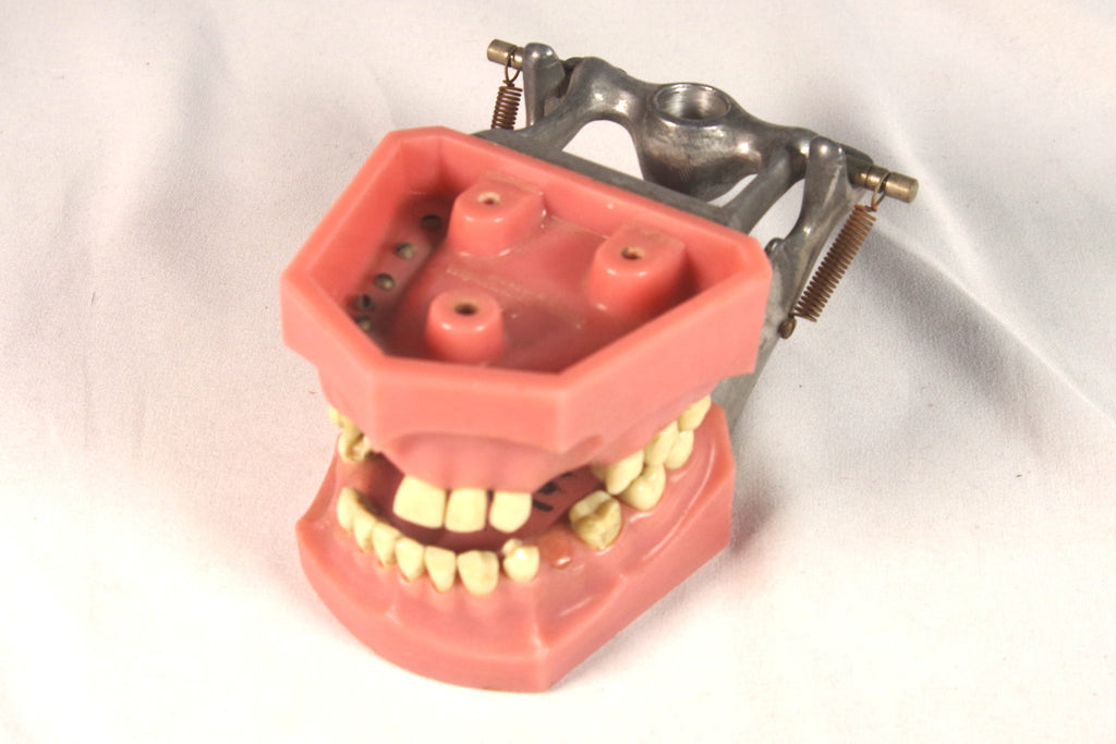 Spooky Vintage Working Dental Model Sculpture