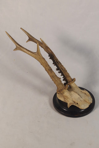 Antique Roe Deer Antler Trophy Wall Hanging