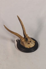 1889 Dik-Dik Horn Trophy Wall Hanging